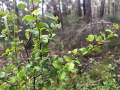 Grevillea singuliflora