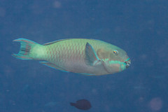 Chlorurus microrhinos