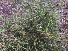Styphelia biflora