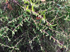 Styphelia biflora