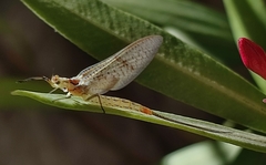 Ephemera glaucops