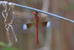 Tholymis tillarga