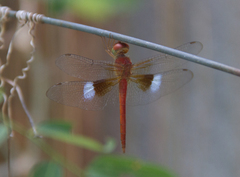 Tholymis tillarga