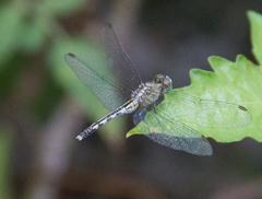 Diplacodes trivialis