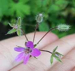 Erodium cicutarium
