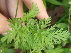 Erodium cicutarium