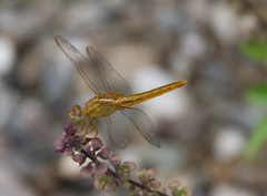 Crocothemis servilia