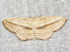 Scopula bigeminata