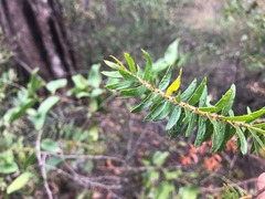 Acacia leichhardtii