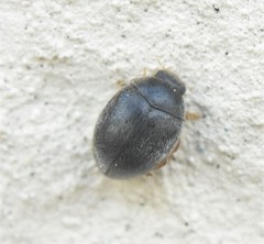 Scymnus rubromaculatus