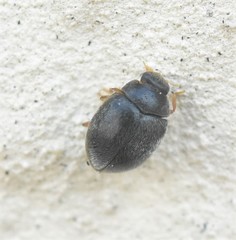 Scymnus rubromaculatus