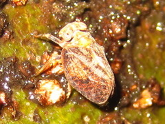 Dentatissus damnosus