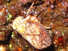 Dentatissus damnosus