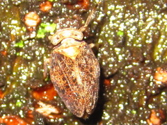 Dentatissus damnosus