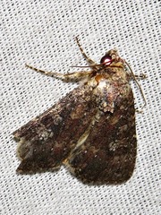 Condica capensis