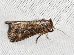 Condica capensis