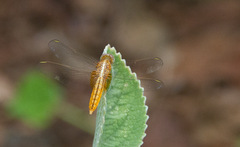 Crocothemis servilia