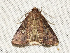 Condica capensis