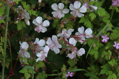 Geranium macrorrhizum
