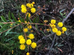 Acacia leichhardtii