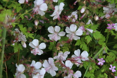 Geranium macrorrhizum