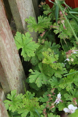 Geranium macrorrhizum