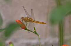 Crocothemis servilia
