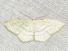 Scopula hectata