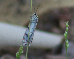 Utetheisa timorensis
