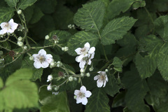 Rubus fruticosus