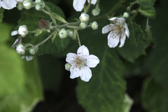 Rubus fruticosus