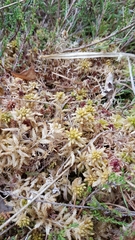 Sphagnum magellanicum