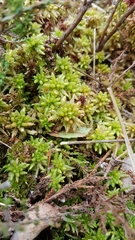 Sphagnum magellanicum