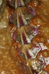Notoplax violacea