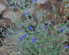 Angiospermae
