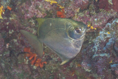 Monodactylus argenteus
