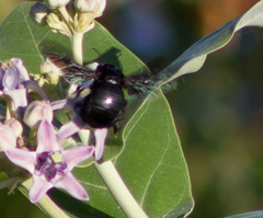 Xylocopa perforator
