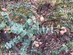 Pultenaea spinosa