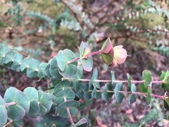 Pultenaea spinosa