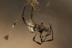 Trichonephila edulis