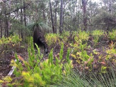 Caustis blakei macrantha