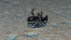 Scolytinae
