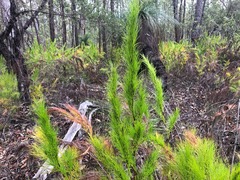 Caustis blakei macrantha