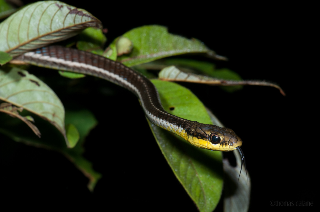 Burmese Bronzeback