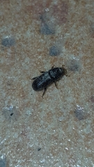 Scolytinae