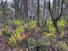 Caustis blakei macrantha