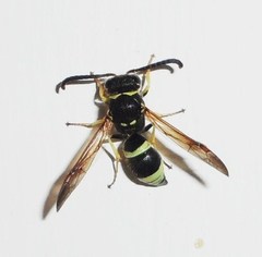 Ancistrocerus waldenii