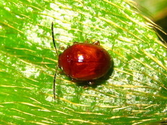 Argopus
