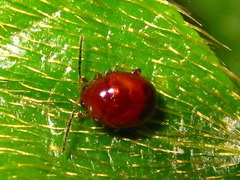 Argopus
