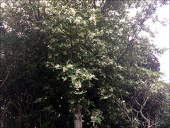Eucryphia moorei